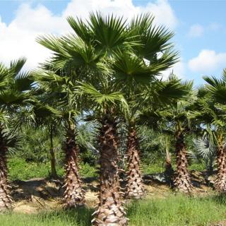 Washington pálma (Washingtonia robusta)