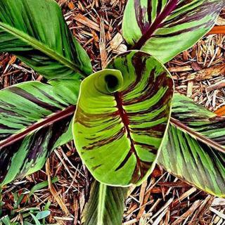 Zebra darjeeling banán (Musa sikkimensis ’Ever Red’)