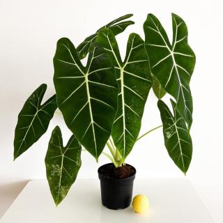 Zöld bársony elefántfül (Alocasia micholitziana ’Frydek’)