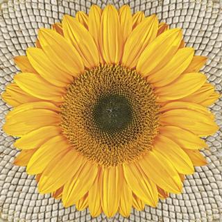 Decoupage szalvéták Sunflower on Seeds - 1db (decoupage)