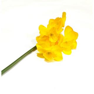 Sárga nárcisz-szál 5 virággal, hossza kb. 33 cm, virágfej: 5,5-6 cm