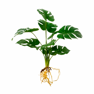 Monstera mű csokor gyökérköteggel 6 szárral, 42 cm