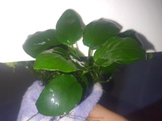 Anubias Nana Paxing