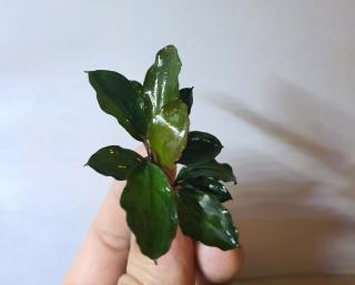 Bucephalandra Black / Dark Angel