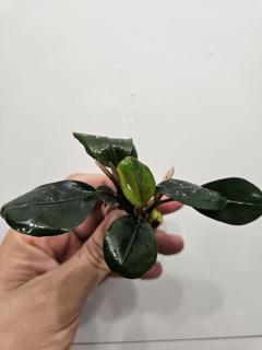 Bucephalandra Boghneri/Red Under