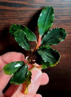 Bucephalandra Brownie Helena