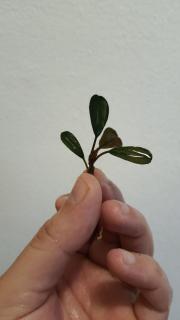 Bucephalandra Brownie Iris