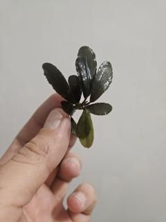 Bucephalandra Brownie Phantom