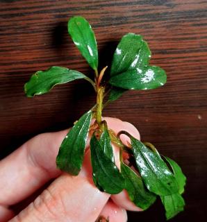 Bucephalandra Brownie Red