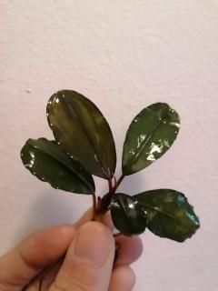 Bucephalandra Dark Borneo