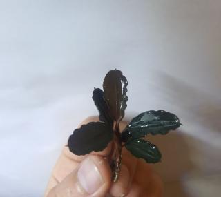 Bucephalandra Deep Purple