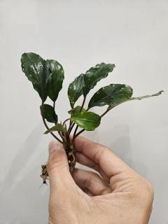 Bucephalandra Emerald