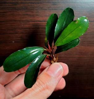 Bucephalandra Melawie Purple