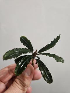 Bucephalandra Palm Tree