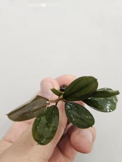 Bucephalandra Pandora