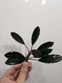 Bucephalandra Pink Lady