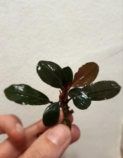 Bucephalandra Silver Gray/Dark Gray