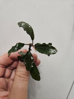 Bucephalandra Ulysses