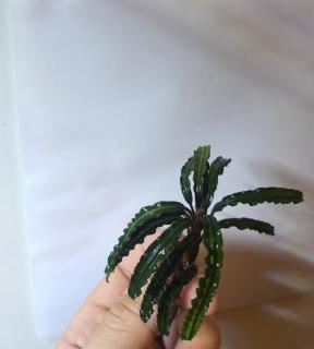 Bucephalandra Xerxes