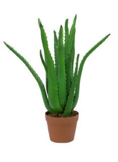 Aloe vera, 63 cm 82809112