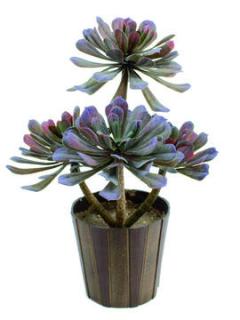 EUROPALMS Aeonium növény oliva-zöld, 30cm 82600161