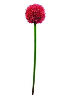 EUROPALMS Allium spray, red, 55cm      82530568