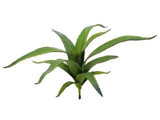 EUROPALMS Aloe (EVA), green, 66cm   82530571