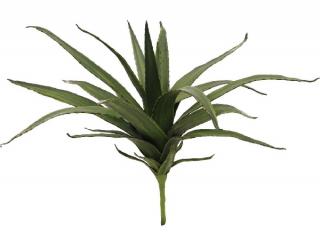 EUROPALMS Aloe vera, 50cm 82530570