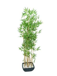 EUROPALMS Bamboo in Bowl, 150cm    82509262