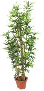 EUROPALMS - Bambusz fa, természetes törzzsel 225cm 82509208