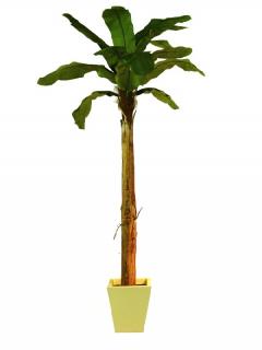 EUROPALMS Banán fa 13 leveles 270cm 82509509