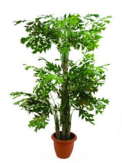 EUROPALMS Fishtail bokor, 380cm 82510963