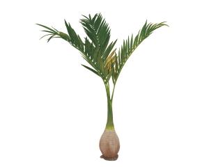 EUROPALMS Főnix pálma, 240cm, 82511353