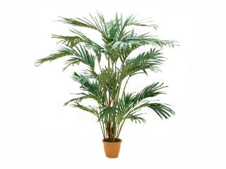 EUROPALMS Kanári Pálma, 240cm, 82511311