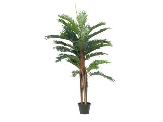 EUROPALMS Kentia pálma, 120cm, 82511365