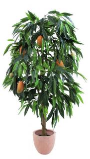 EUROPALMS Mangófa, gyümölccsel, 165cm 82506720