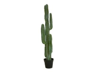 EUROPALMS Mexikói Kaktusz, 123cm, 82801072