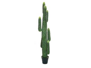EUROPALMS Mexikói Kaktusz, 173cm, 82801073