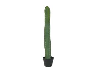 EUROPALMS Mexikói Kaktusz, 97cm, 82801070