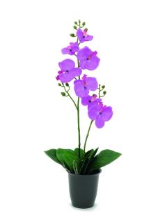 EUROPALMS Orchid, purple, 57cm    82530334