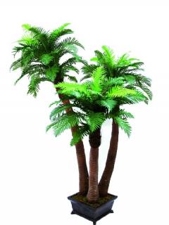 EUROPALMS Páfrány pálma (3-törzs) 240cm 82509152