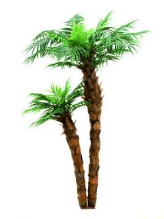 EUROPALMS Phoen Canariese, 2 törzs, 120-155cm 82510325