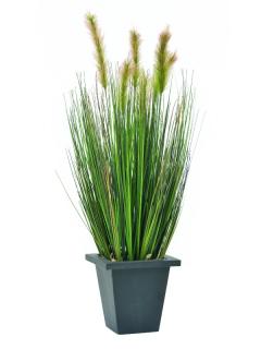 EUROPALMS Watergras in pot, 60cm   82505862