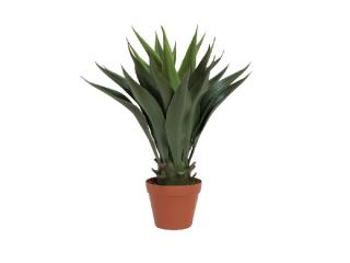 EUROPALMS Yucca bokor, 50cm, 82511170