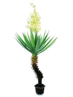 EUROPALMS Yucca pálma virágokkal, 222cm 82511167