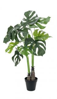 Könnyezőpálma (filodendron), 90 cm 82600220