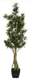 Podocarpus (kőtiszaféle) növény, 115cm 82511522
