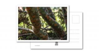 Folly Arborétum képeslap Pinus bungeana törzzsel