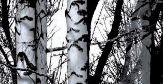 Öntapadós fólia Wood nyírfa fekete-fehér