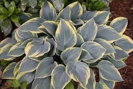 Árnyékliliom . Hosta First frost